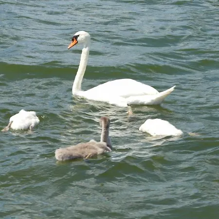 't Anker Elburg